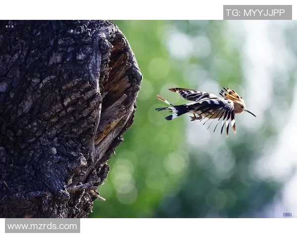 比赛dsl-比赛的魅力—浅谈 DSL 与挑战战术的研究探讨-比赛dsl