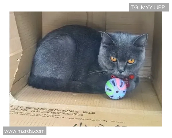 蓝猫比赛比什么-蓝猫赛场热血来袭，比赛的核心理念胜过一瞬风云变换-蓝猫比赛比什么